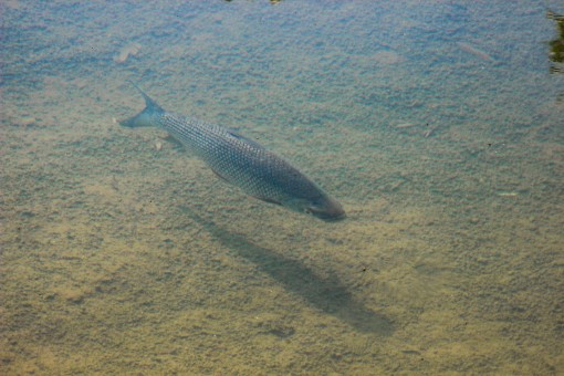 Mesmo sem estar totalmente cristalina conseguimos ver os peixinhos