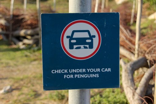 Placa informando que pode haver pinguins embaixo do carro.