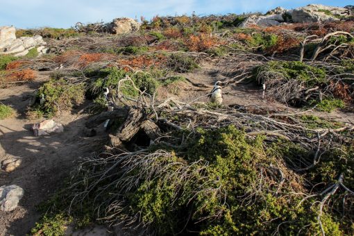 Esse monte de galho no chão são os ninhos dos pinguins. Muito foram construídos pela reserva para acomodar melhor os animais.