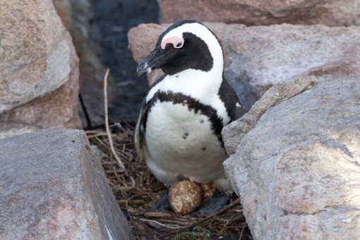 Pinguim cuidando de ovo