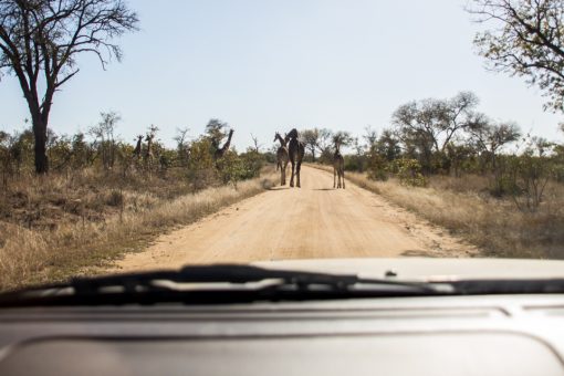 Estrada boa de terra com três girafas atravessando e duas dentro dos arbustos.
