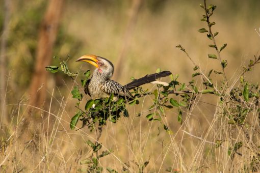 Passarinho com bico de tucano, penas pretas e brancas mescladas e cara de louco.