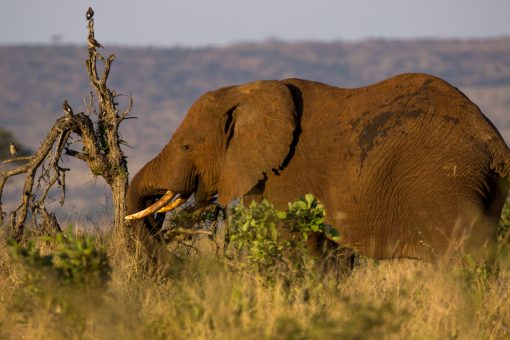 Elefante com marfins longos usando a tromba para quebrar uma árvore.