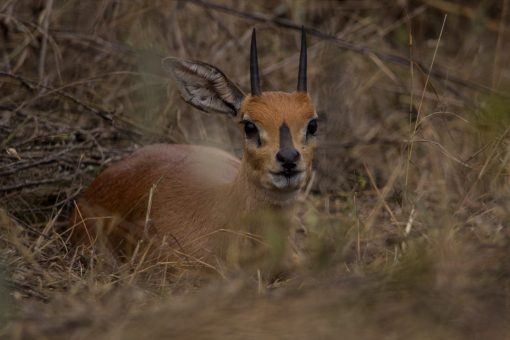 Antílope pequeno deitado na vegetação. Sua cara é marron com uma mancha preta entre os olhos e tem dois pequenos chifres retos e pretos.