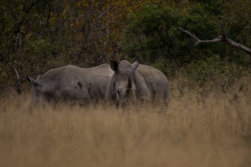 Dois rinocerontes quase escondidos na vegetação do Kruger National Park.
