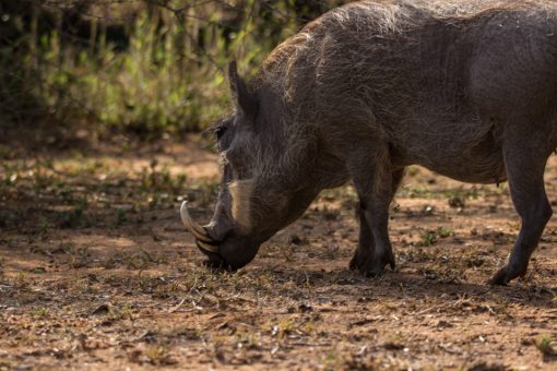 Um javali africano com dentes que saem pra fora da boca e uma pelagem bem rala e branca