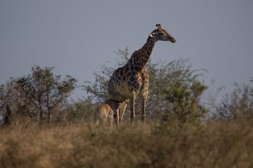 Girafa amamentando filhote em pé.