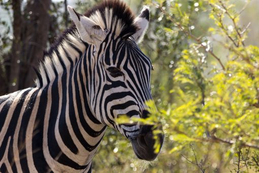 Cabeça de uma zebra atrás de folhagem verdinha iluminada pelo sol.