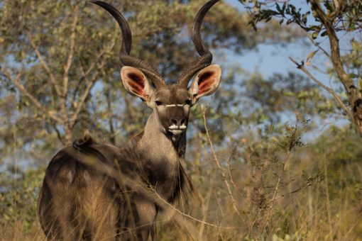 Macho kudu com os chifres em forma de saca rolhas. Tem um risco branco abaixo dos olhos e a parte interna das orelhas é rosa.