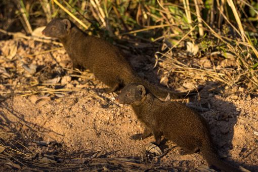 Dois mangustos ao sol. Eles são pequenos animais com corpo alongado e rabo maior ainda.
