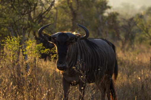 Um gnu com os chifres em forma de C durante um passeio ao amanhecer.