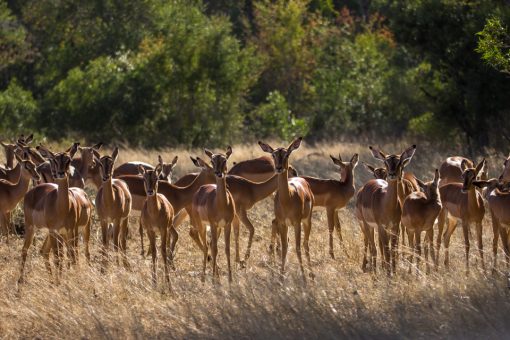 Bando de antílopes muito comuns no Kruger.