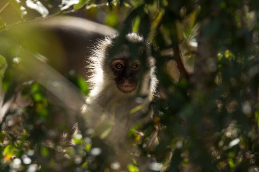 Macaco de pelagem branca e cara preta nos olhando por entre as folhas.