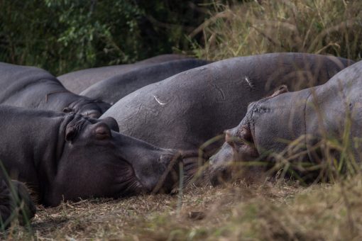 Vários hipopótamos tomando sol. Dois deles estão com os focinhos virados um para o outro.