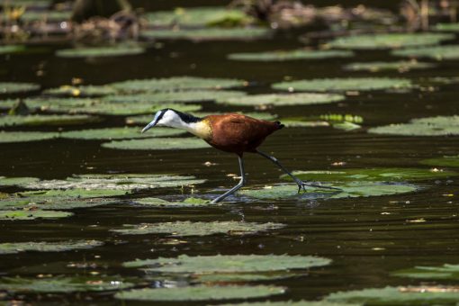 Um pássaro com pernas longas e penas marrons e brancas anda sobre as vitória régias na água.