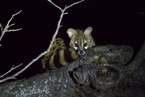 Pequeno animal com cara de raposa e longo rabo listrado no galho de uma árvore durante a noite.