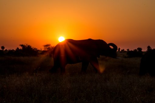 Por do sol alaranjado e o perfil de um elefante na savana do Kruger National Park