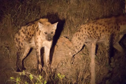 Duas hienas iluminadas pela luz de uma lanterna durante um safari noturno.