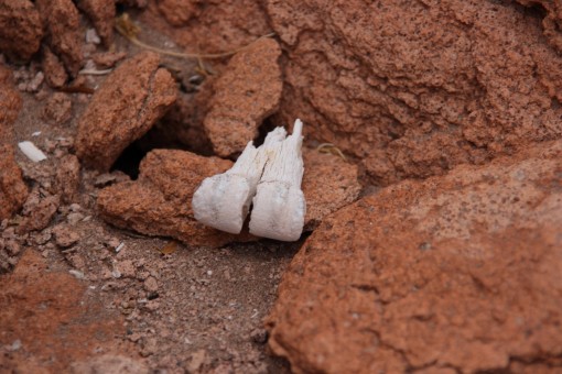 osso humano encontrado na Pukara