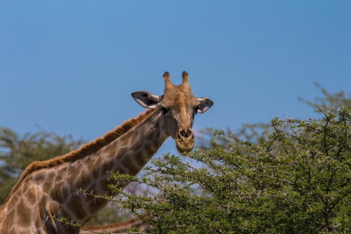 Boas vindas de uma girafa no Parque Nacional Etosha.