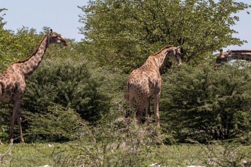 Girafas, os maiores animais que vimos no Etosha.