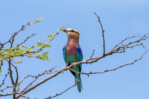 O pássaro mais lindo de todos: Rolieiro do peito lilás. As asas são em vários tons de azul. Seu voo é incrível.