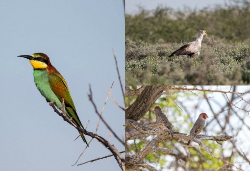 Vimos muitos pássaros diferentes. Esses são o Abelharuco Andorinha, o pássaro Secretário e o Degolado-de-cabeça-vermelha.