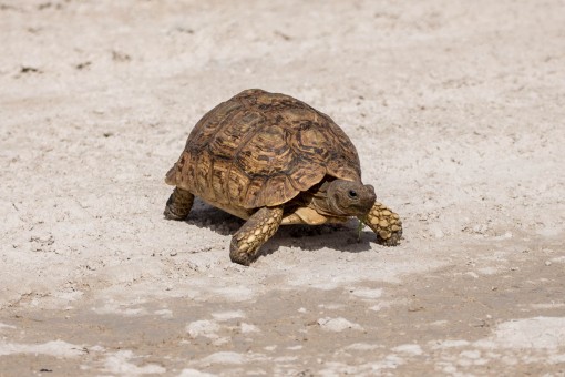Uma tartaruga atravessando lentamente a estrada.