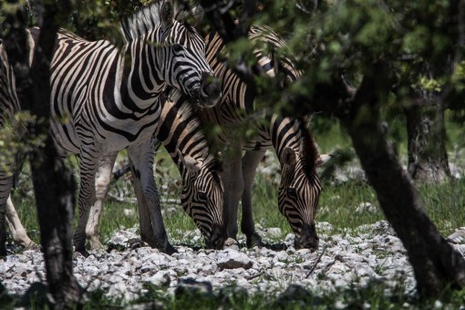 Zebras se escondendo nos arbustos