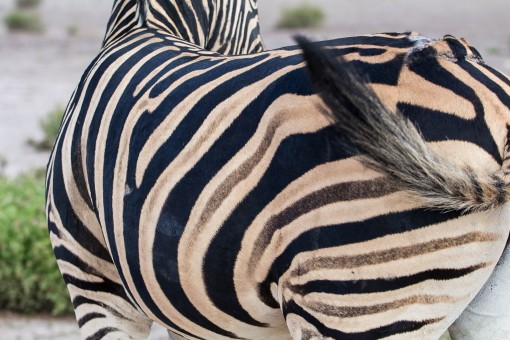 Essa zebra escapou de algum predador. Ficou apenas a traseira rasgada.