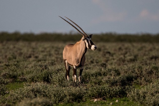 Esse é o animal símbolo da Namíbia: Órix.