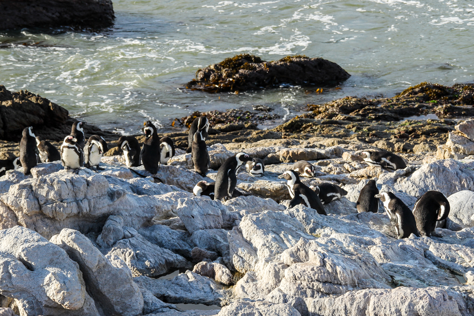Pinguins tomando sol na pedra.
