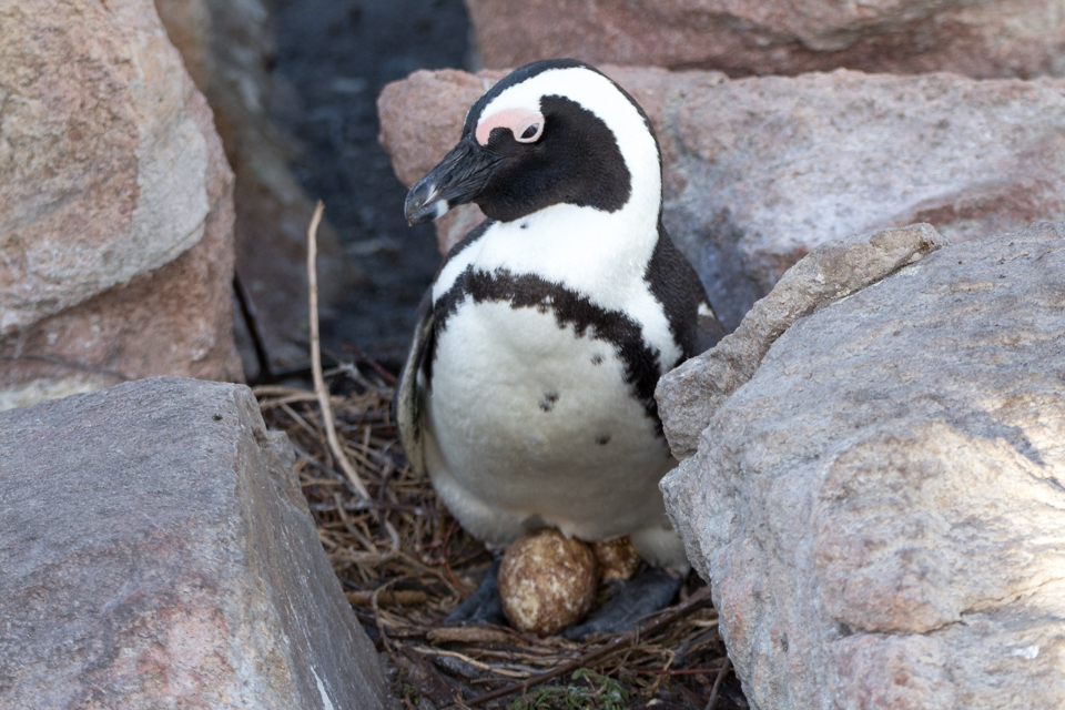 Pinguim cuidando de ovo