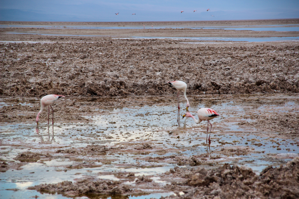Lagunas altiplanicas - Três flamingos caçando artêmis na parte rasa da laguna chaxa