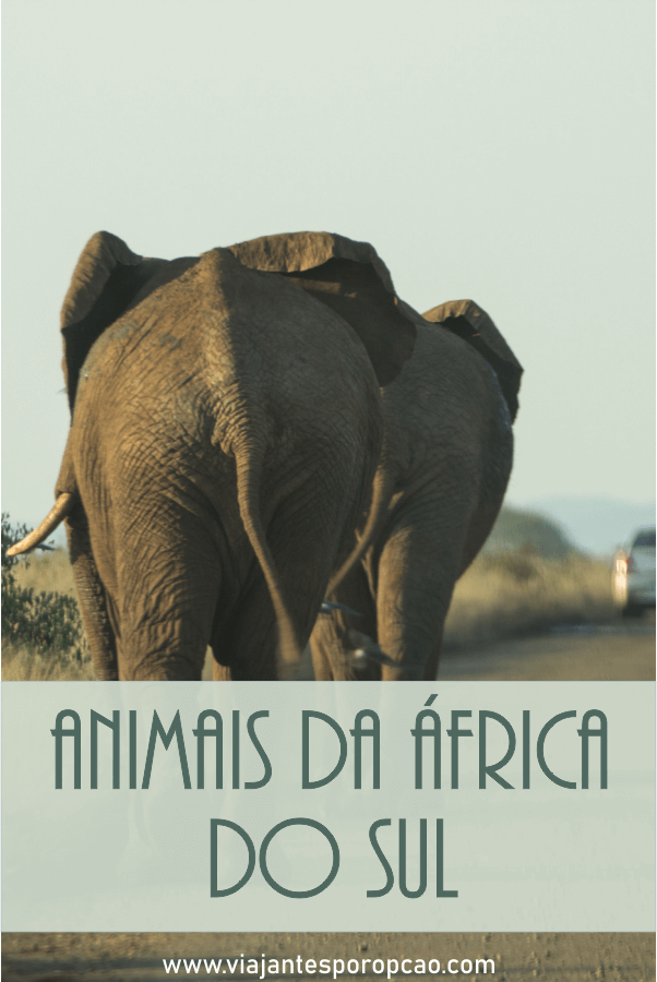 Animais da África do Sul que vimos no safari pelo Kruger National Park