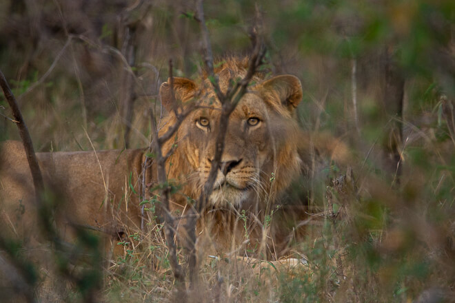 Leão no Kruger National Park quando o carro de um visitante ficou sem bateria